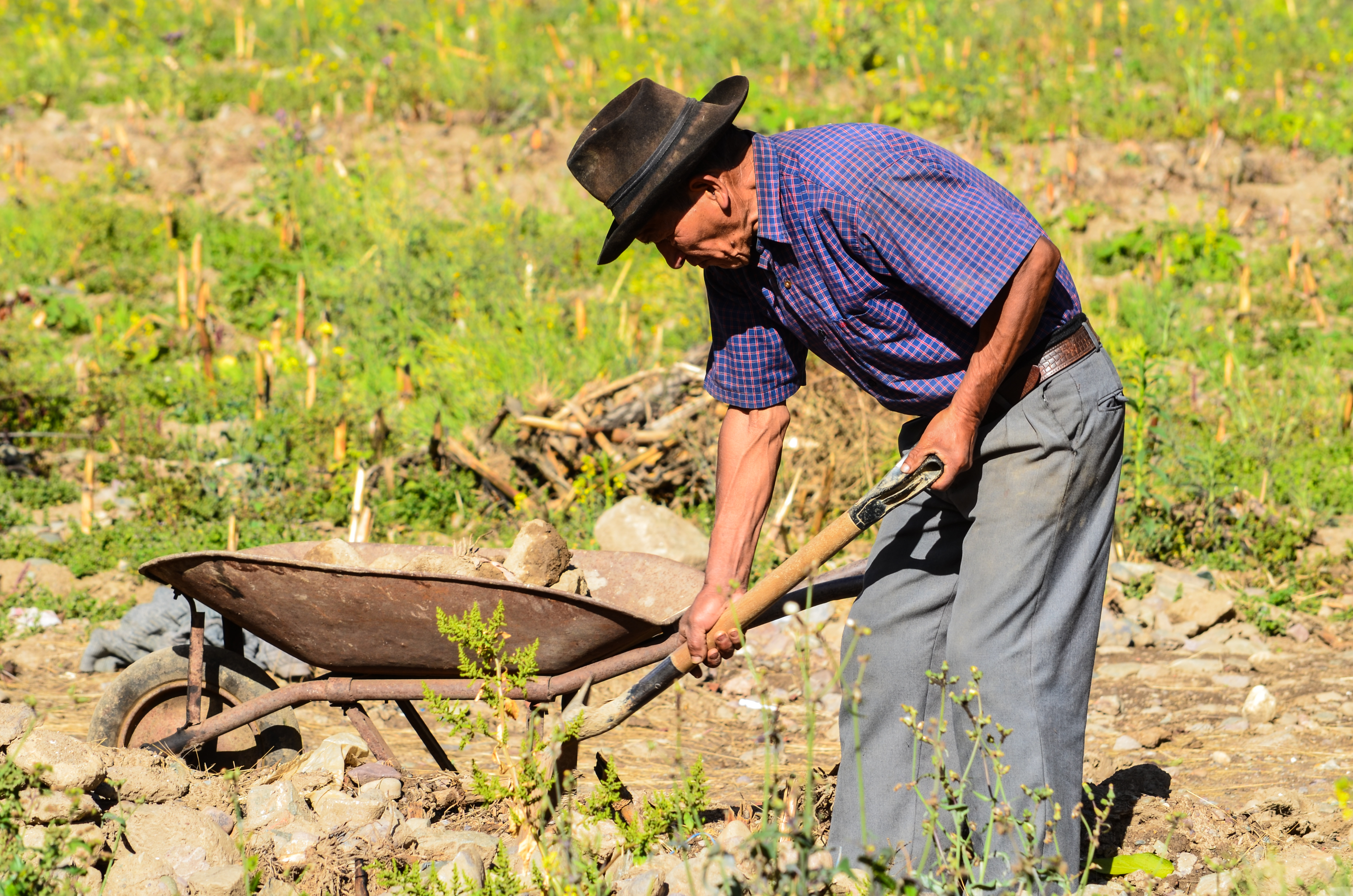 Adulto mayor trabajando en el campo